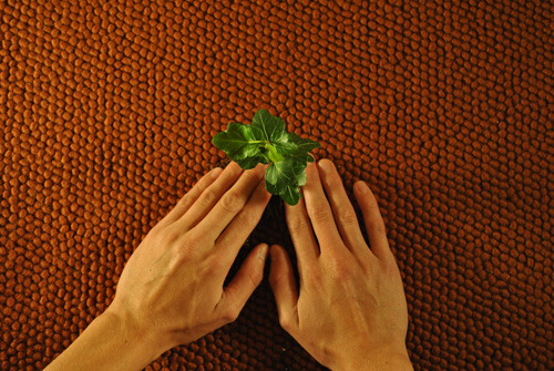 About Organic Carpet Cleaning